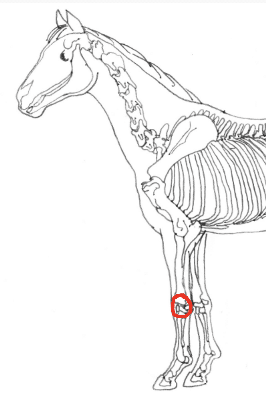 Tierarzt Chiropraktik Vorlage inBehandlung Tierarztsoftware